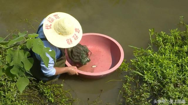 闻声而动来就餐，吃活饵和小龙虾，“富养”的黑鱼不一般