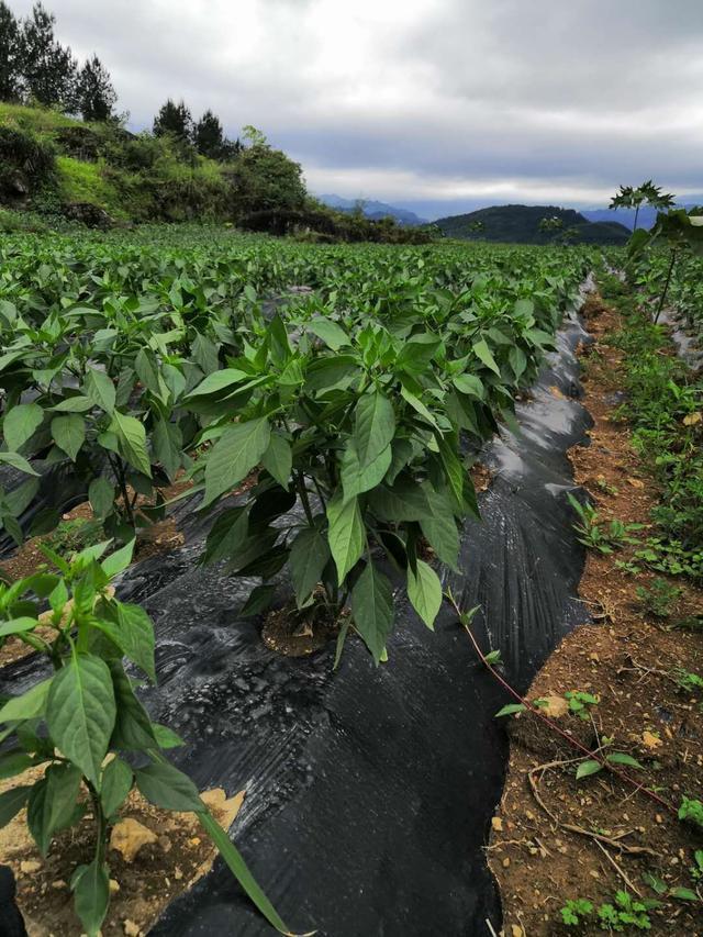 你知多少？关于贵州遵义的二荆条（辣椒）种植。