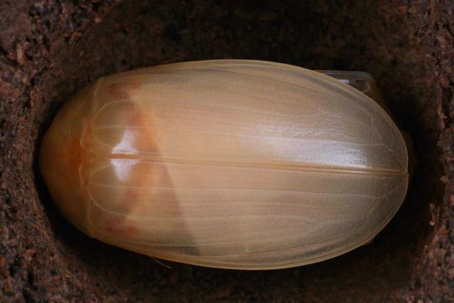 水中鬣狗、高科技生物潜艇、护妻狂魔、基因多样终结者：龙虱