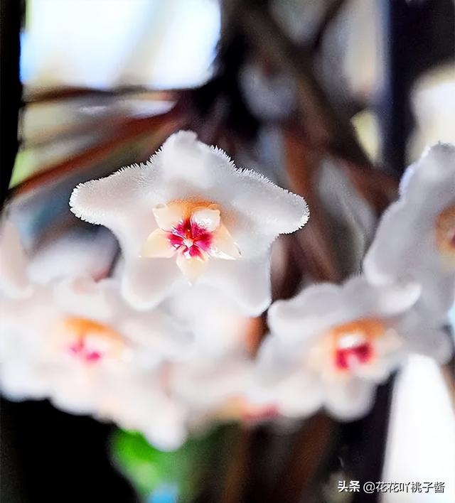 皮实又好养的“懒人”浓香花卉植物——银斑球兰，你见过吗？