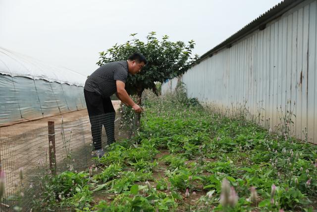 肉鹅各阶段饲料该如何配比，看完这篇，你就明白了