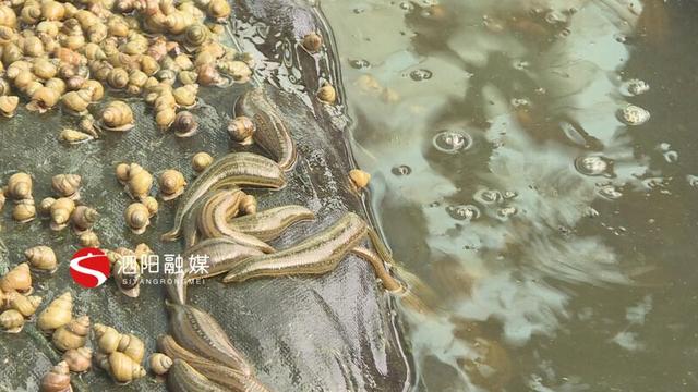 水蛭养殖敲开致富门小伙年入500万