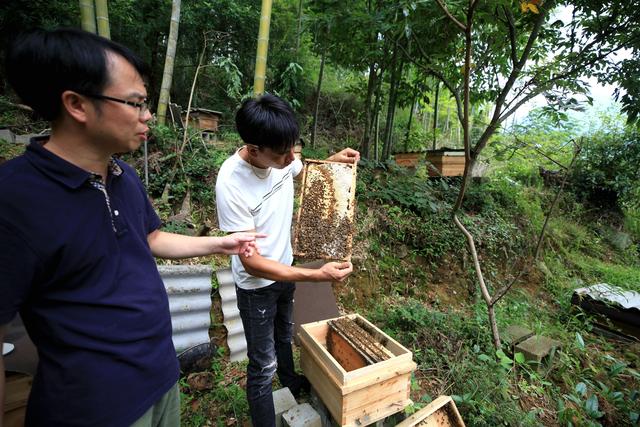 福建省邵武市：野熊家庭农场积极创建蜜蜂养殖标准示范场