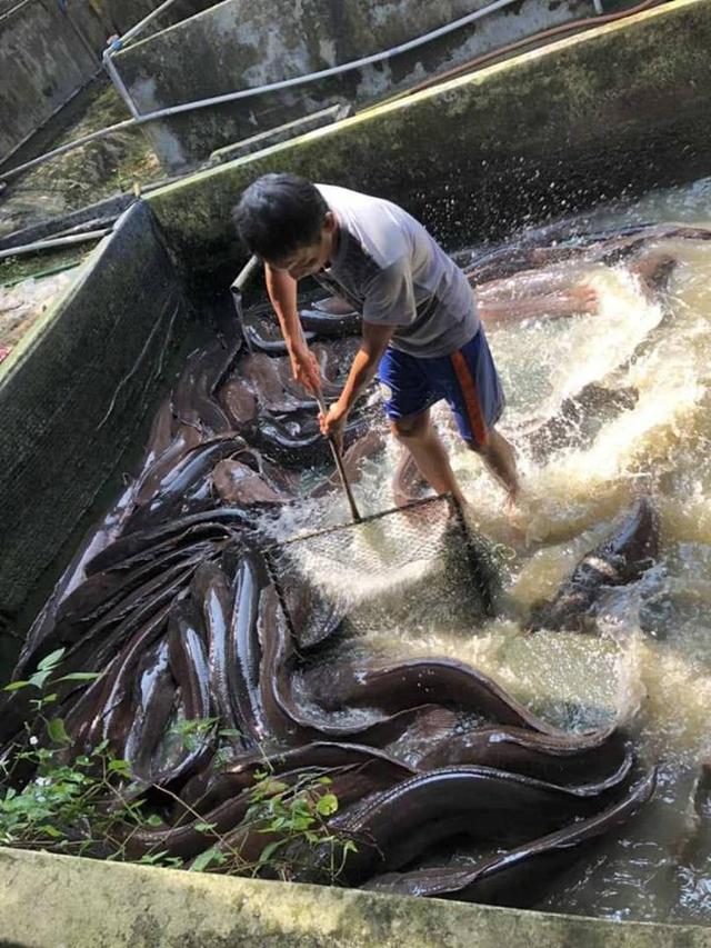 吃粪便、腐肉、重金属长大，塘鲺鲶鱼有多脏？它到底能不能吃？