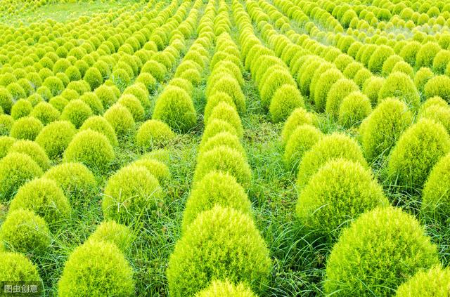 地肤的栽培技术，种植户不必苦恼，找对方法轻松解决