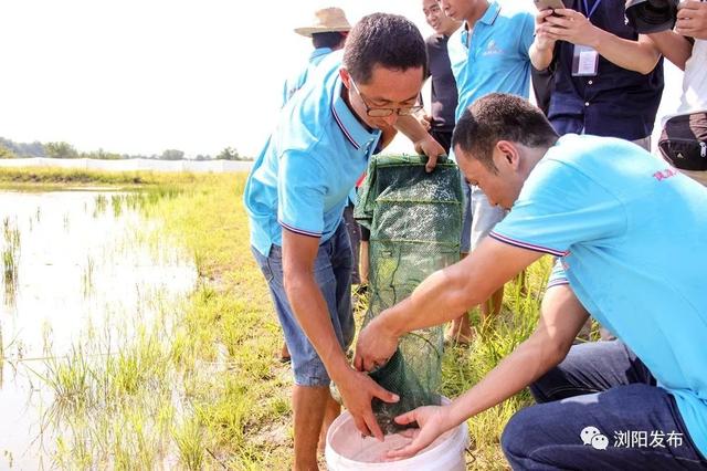 浏阳最大南美白对虾养殖基地：海水虾养殖成功！预计下个月上市！