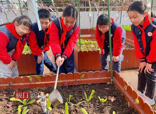 “蔬”香为伴，这所小学的校园农场成为“双减”实验田