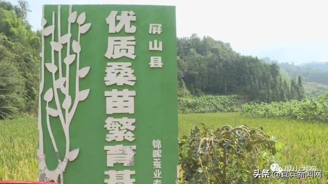 “故土”变热土 宜宾这些农民工朋友call你回乡创业了