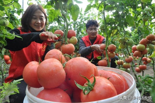 种植瓜果蔬菜，记住这几个关键方法和技术，一直结果到秋也摘不完