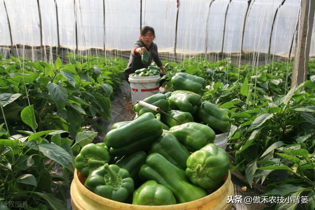 辣椒怎样种植才能更高产？这8个辣椒增产管理技巧请用好