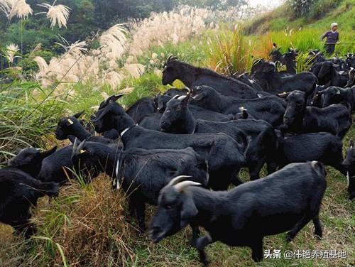 黑山羊不同阶段，饲养方法不一样，日粮配置得当羊就肯长