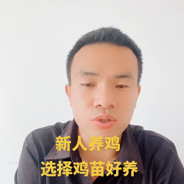 新人养鸡，选择鸡苗还是半大鸡呢 怎么才能进入养殖业呢