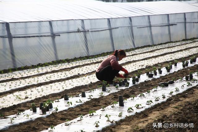 想靠种植蔬菜致富，这几个条件你具备了吗？分享给你几个经验