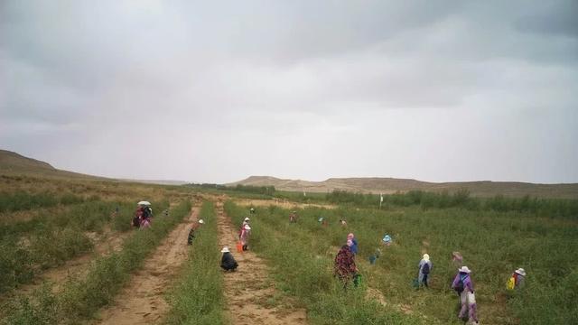 “枸杞大王”赵全录：沙漠里种出红色财富，年销售额达两千多万元