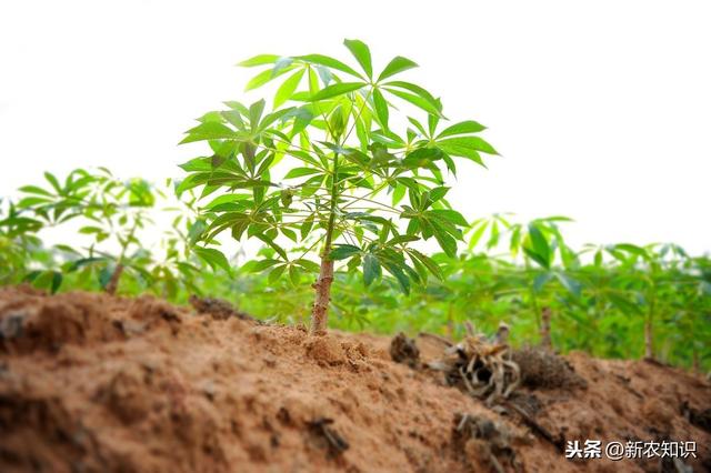 木薯种植，提高木薯的种植质量有技巧，你都会吗？来学学