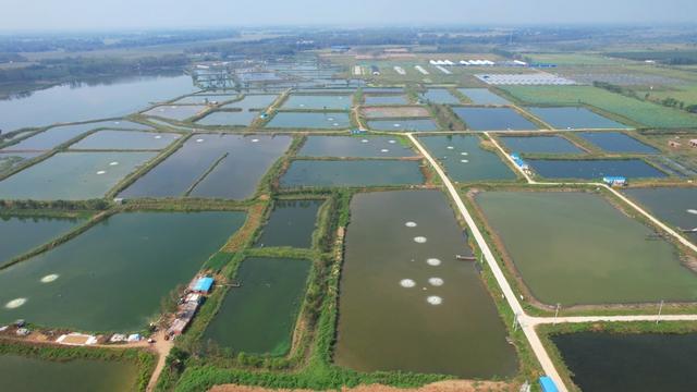 “河南海鲜”丰收了