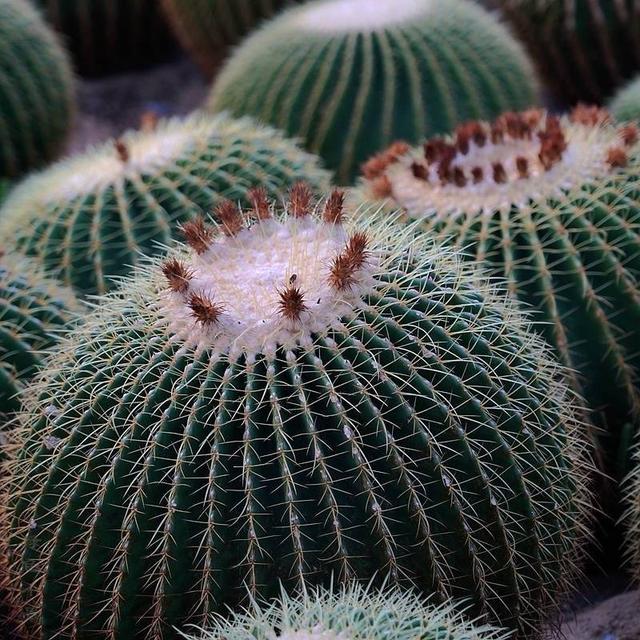 养好仙人球，有3个方法，长得更圆更肥，花很鲜艳开成花树