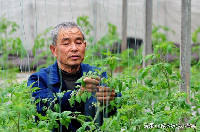 秋季10月种植哪些蔬菜最合适？田间管理上要重点抓好哪几点？