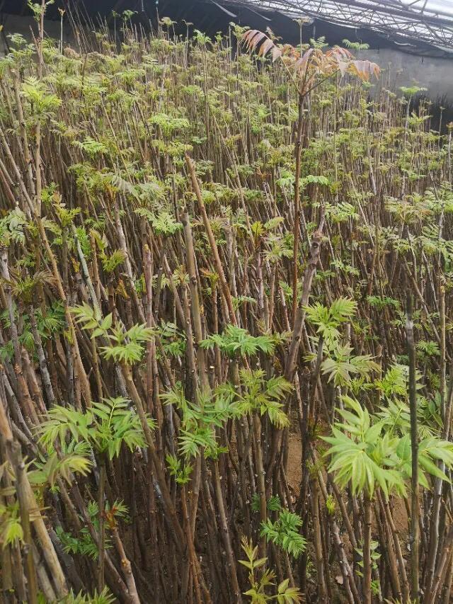 香椿如何栽培？两种方法较常用，高密度产量高，质量好