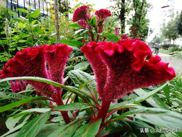 鸡冠花怎么种植？鸡冠花的种植技术和方法