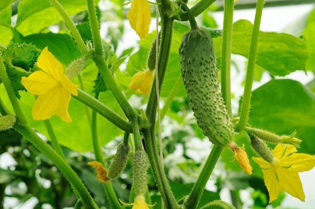 5月份江苏地区要种植这10种蔬菜啦