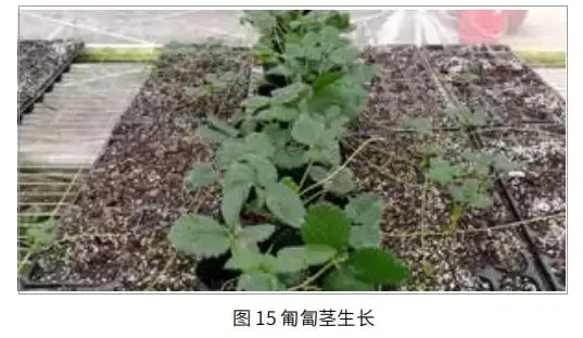 「技术」如何种好章姬草莓，一文全了解