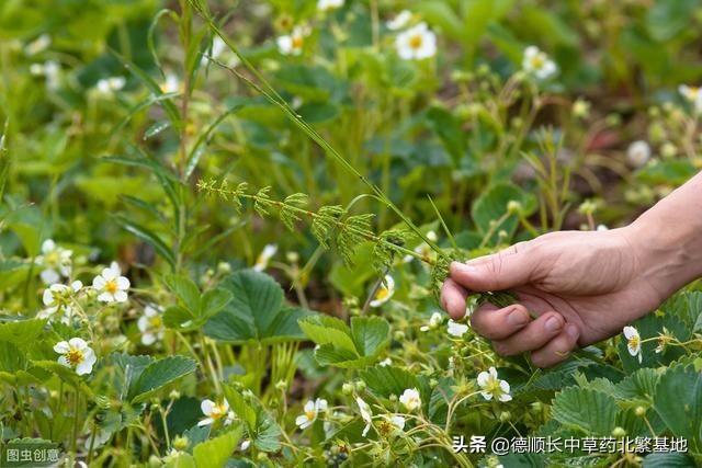 益母草该怎么种植？做好田间管理，也就提高了产量