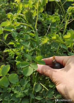 农业野菜视频种植技术(山野菜猫爪子人工种植很简单)