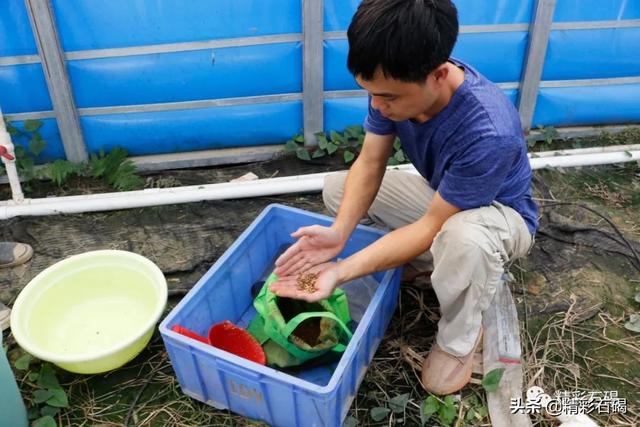 石碣这个基地探索“水箱养鱼”，提高养殖率实现高产出！