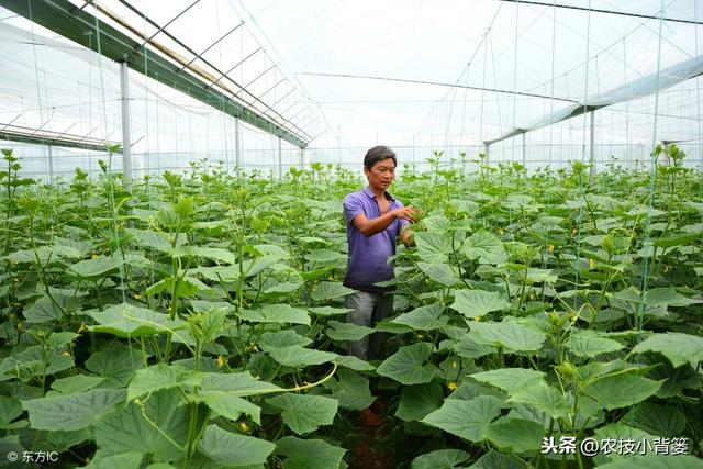 黄瓜炭疽病、霜霉病、靶斑病等易发生、危害重，怎样防治最有效？