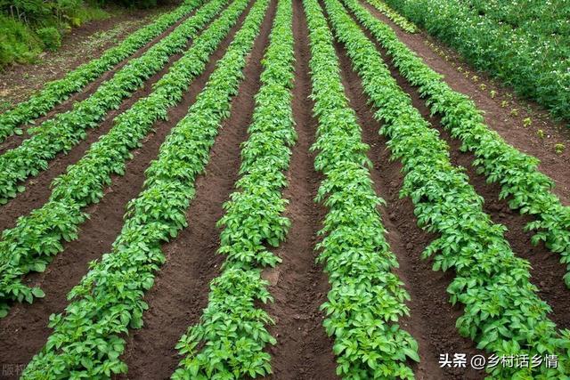 种植土豆株行距和深度多少？出苗后一穴留几棵？记住四个高产要点