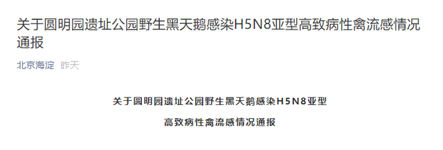 北京海淀昨夜通报野生天鹅禽流感疫情：仅在局地发生，且已有效控制