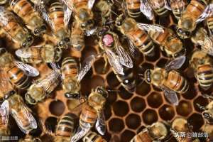蜂蜜养殖场(养殖蜜蜂，选育王种的2种方式，育种场与生产场差别巨大)