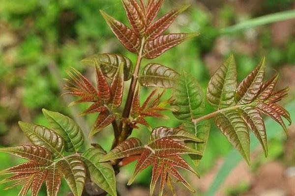 种香椿赚钱吗？香椿种植的前景和利润分析及大棚种植技术