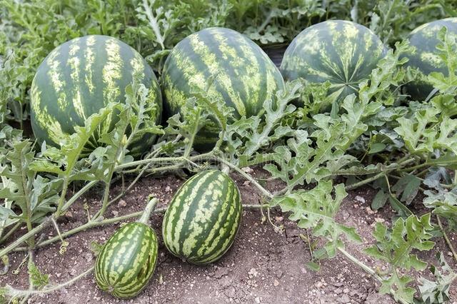 5月份江苏地区要种植这10种蔬菜啦