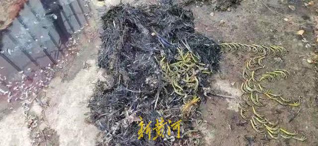 江苏一养殖场疑非法驯养万余野禽，志愿者称不少已被屠宰甚至包装