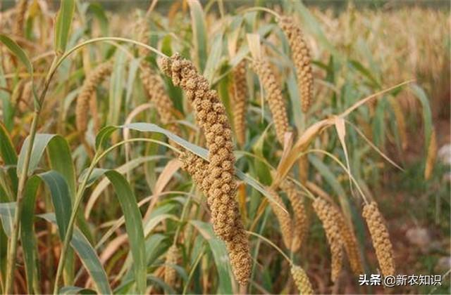 谷子种植技术，种植方法要了解一下，一起学学吧