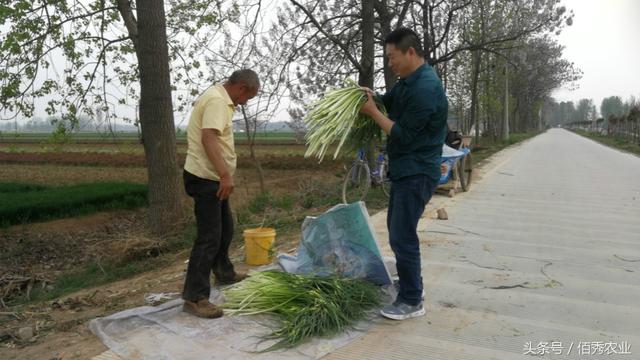 农村蒜苔喜获丰收，蒜你狠不见了，种植户的销量大增