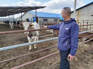 致富经奶牛养殖视频(铁岭：从两头奶牛起家到建起百亩养殖基地，来看农民孔令权的致富经)