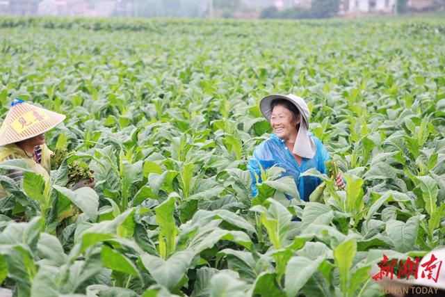 耒阳：烤烟生长旺 技术指导忙