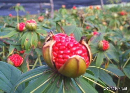 想要种植的重楼高产高质，掌握这8点很关键，值得收藏