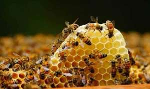 养殖保温被(蜜蜂的习性和养殖技术)
