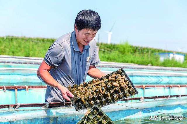 德州市陵城区神头镇：村民养水蛭，亩均利润3万元——“软黄金”敲开致富门