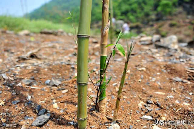 农村常用的竹子栽植方法，竹子这样种，成活有保障