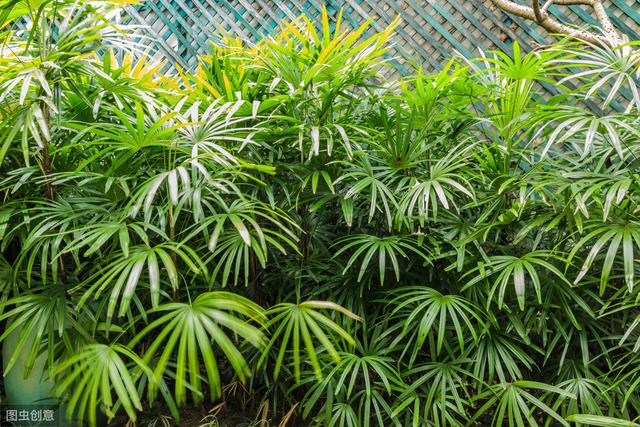 棕竹养殖方法，把这4点做好，枝叶繁茂叶片翠绿