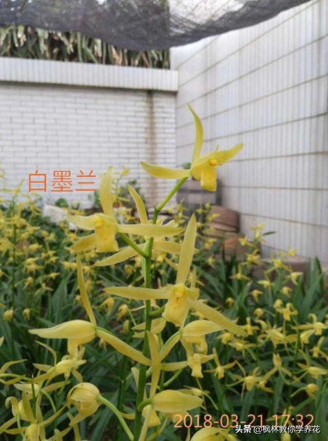 如何促进墨兰开花？并且保证开花？