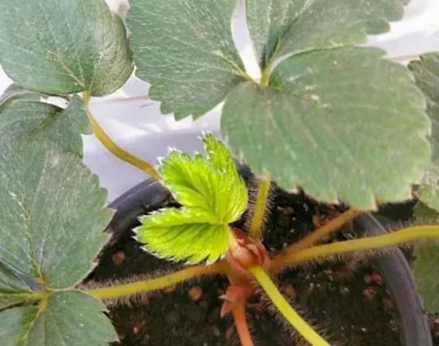 阳台花盆种植草莓，方法很简单，好看又好吃