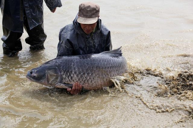 传统的淡水鱼，身上带“宝石”，肉质鲜嫩体型大，村民却不爱养殖