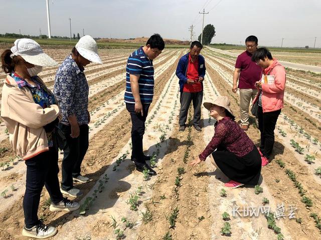 走进农科院·看科技力量⑦｜棉生“白金” 花开满田