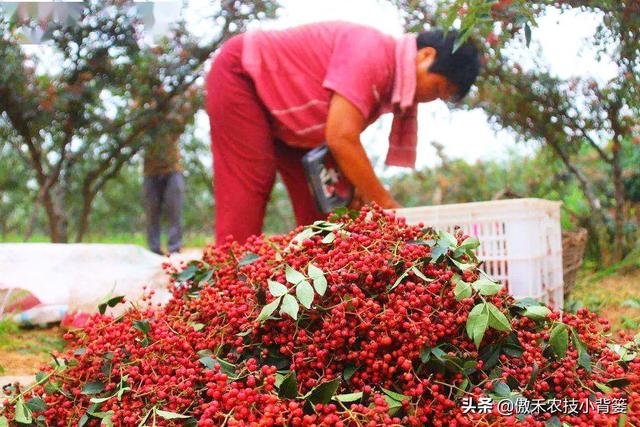 花椒树需要拉枝吗？哪种树与枝需要拉？几月份拉枝？如何操作？